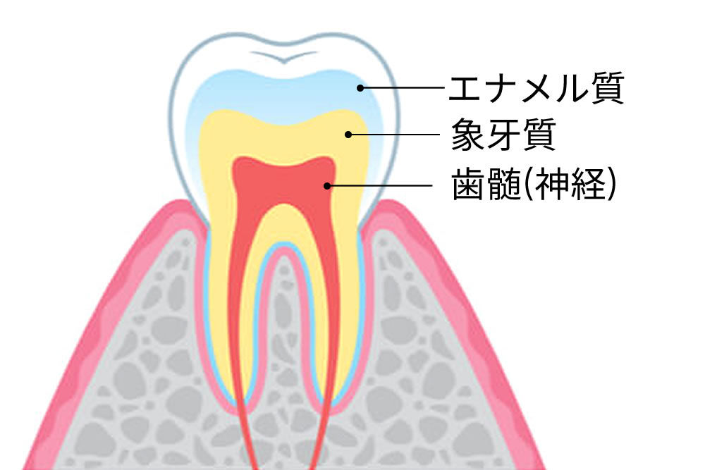 歯の構造